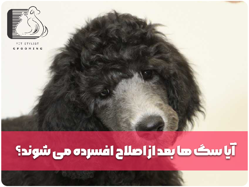 آیا سگ ها بعد از اصلاح افسرده می شوند؟